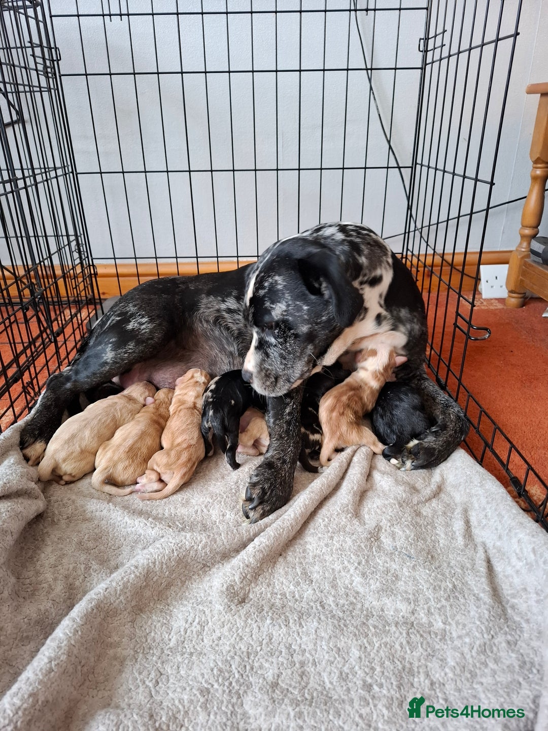 Mixed Breed dogs for sale: Puppys - Image 2