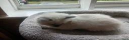 Ragdoll cats for sale: Stunning Ragdoll Kittens - Advert 7