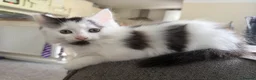 Mixed Breed cats for sale: Gorgeous black and white kittens  - Advert 2