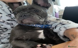 French Bulldog dogs for sale: 10 month Male French bulldog.  - Image 6