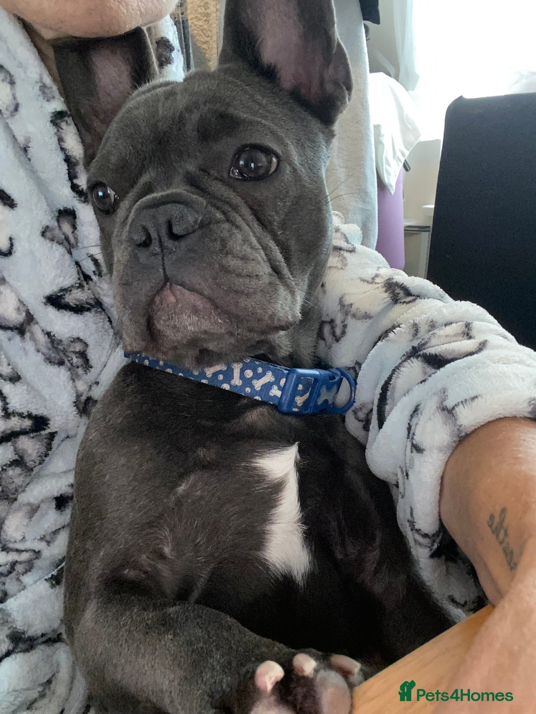French Bulldog dogs for sale: 10 month Male French bulldog.  - Image 6