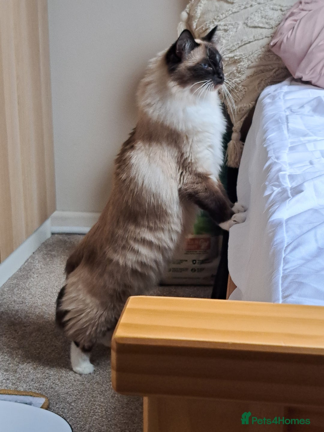 Ragdoll cats for sale: Ragdoll with Starter Kit - Image 2