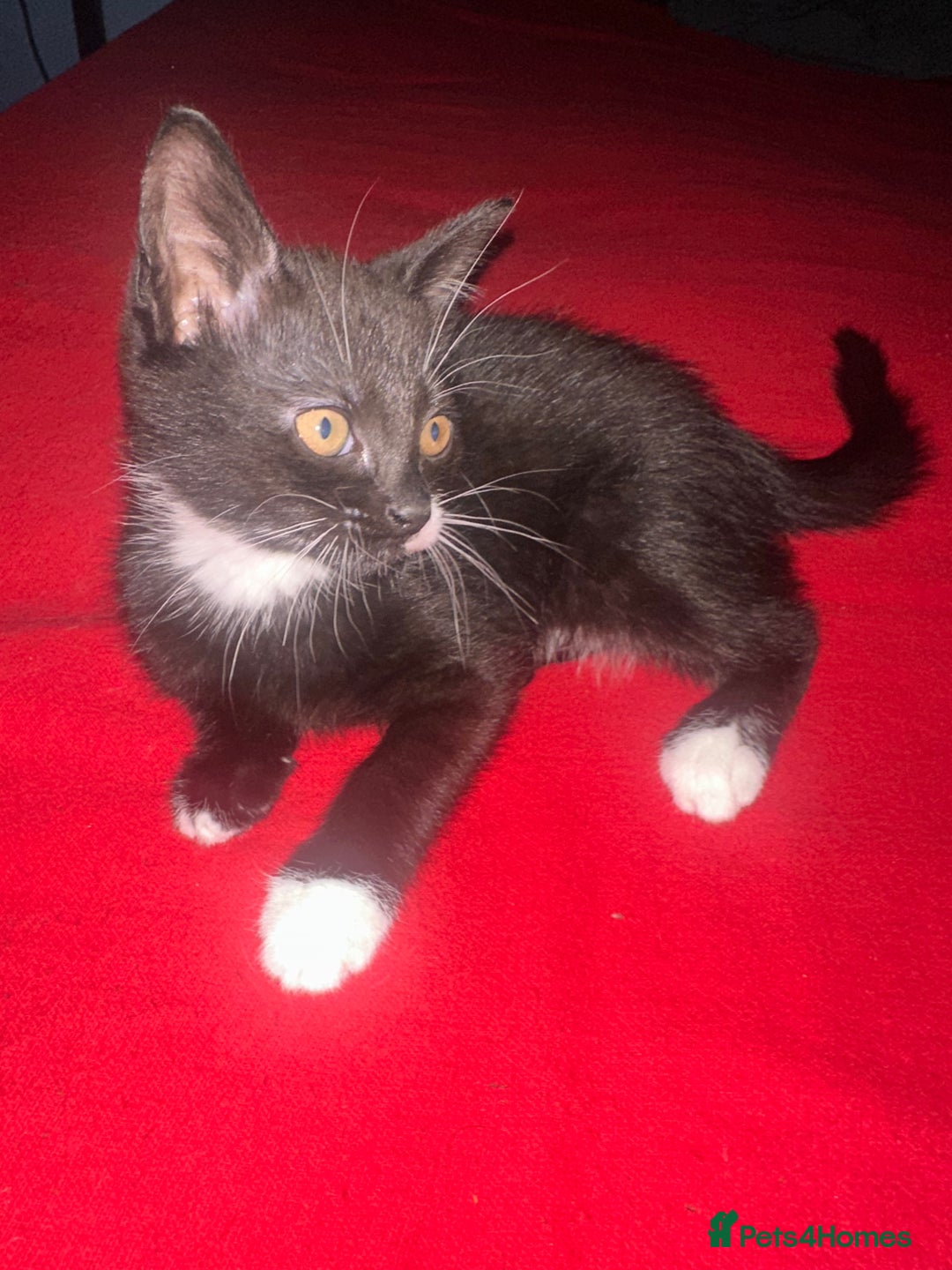Mixed Breed cats for sale: Black and white kittens! - Advert 6
