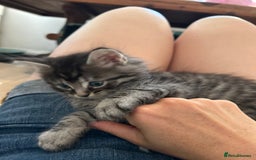 Maine Coon cats for sale: Ragcoon polydactyl kittens - Image 22