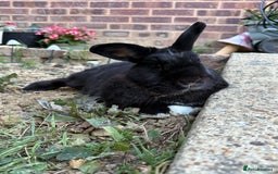 English rabbits for sale: Loving rabbit looking for a new home  - Advert 1