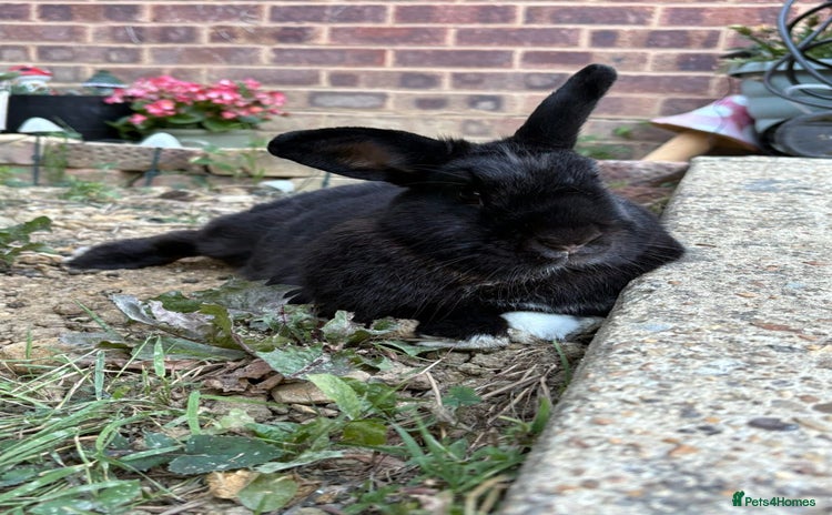 English rabbits Loving rabbit looking for a new home  - Advert 1