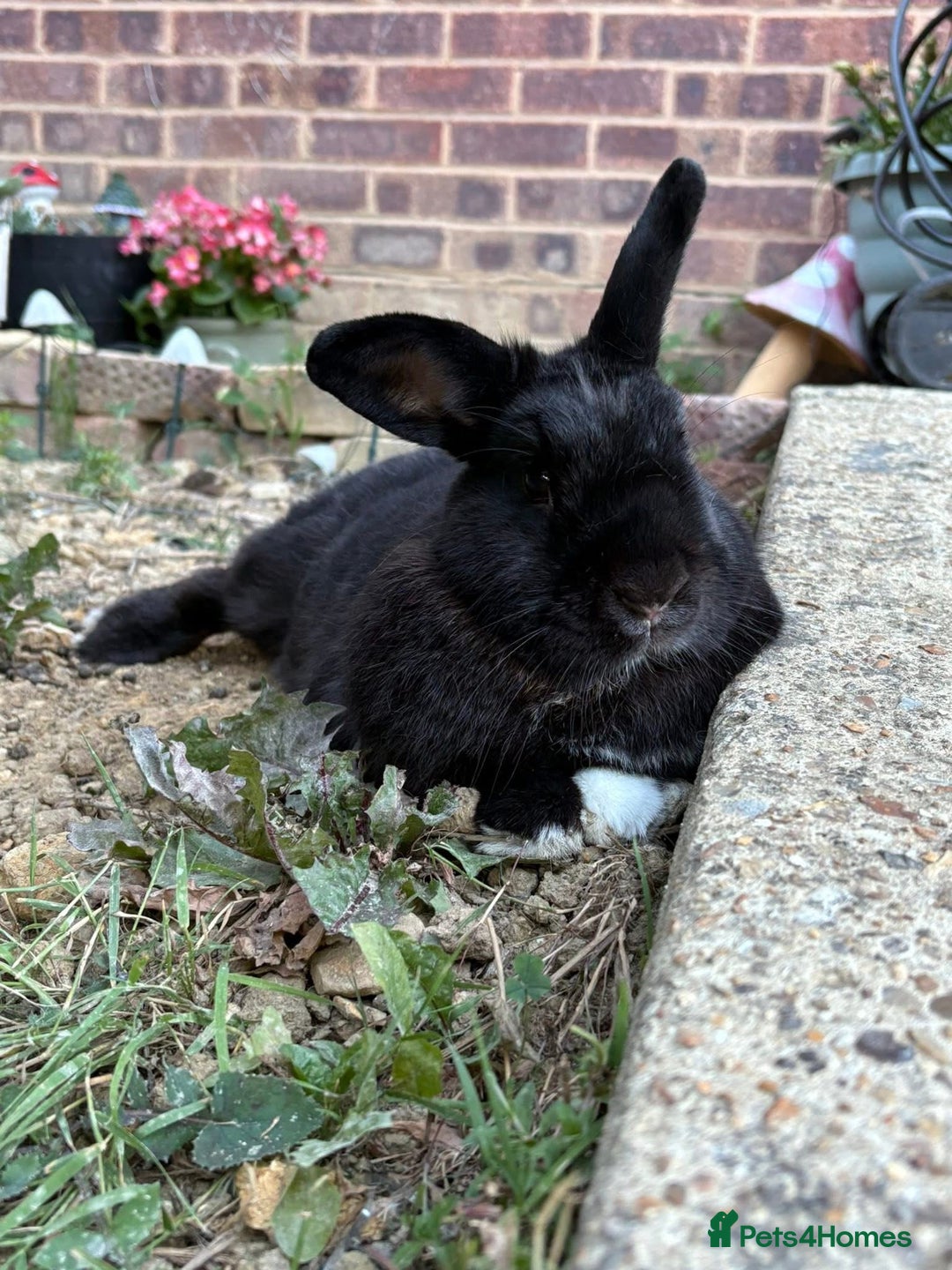 English rabbits for sale: Loving rabbit looking for a new home  - Advert 1