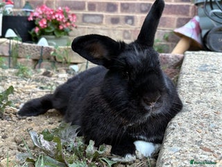 English rabbits Loving rabbit looking for a new home - Advert 2