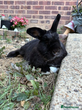English rabbits Loving rabbit looking for a new home - Advert 1