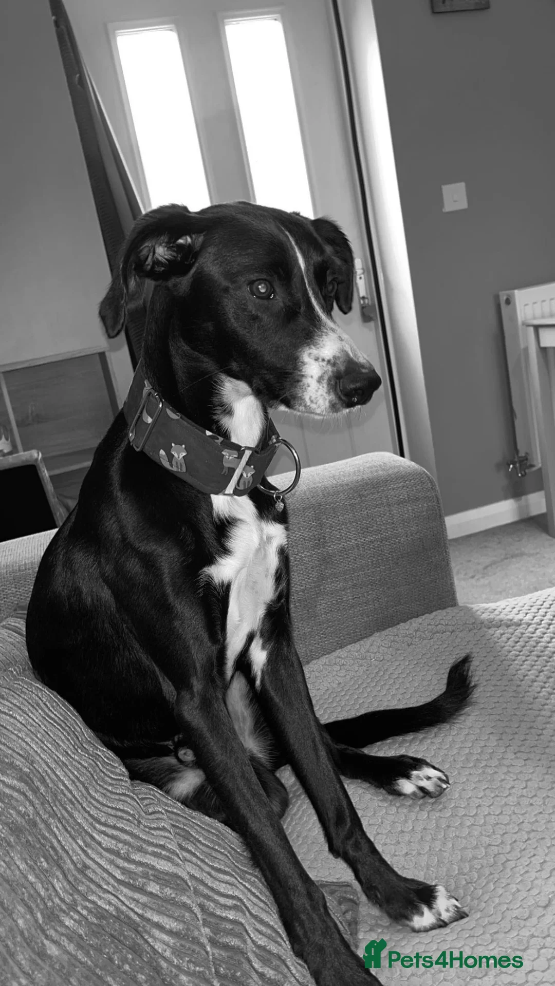 Mixed Breed dogs for sale: Border collie whippet hybrid  - Advert 4
