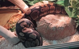 Python Snake reptiles for sale: Female Royal Python with 4ft VIvarium - Image 2