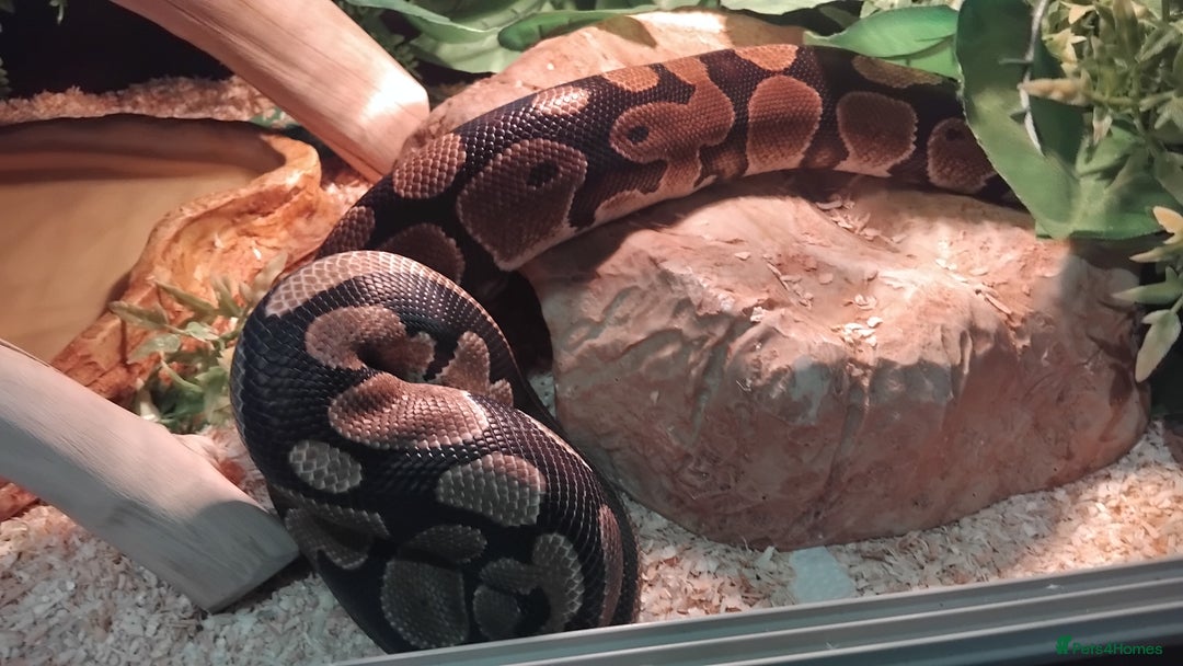 Python Snake reptiles for sale: Female Royal Python with 4ft VIvarium - Image 2