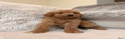 Goldendoodle dogs for sale: Super Quality Doodles  - Advert 27