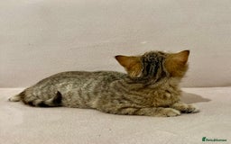 British Shorthair cats for sale: Charming pure BSH kitten - Image 5