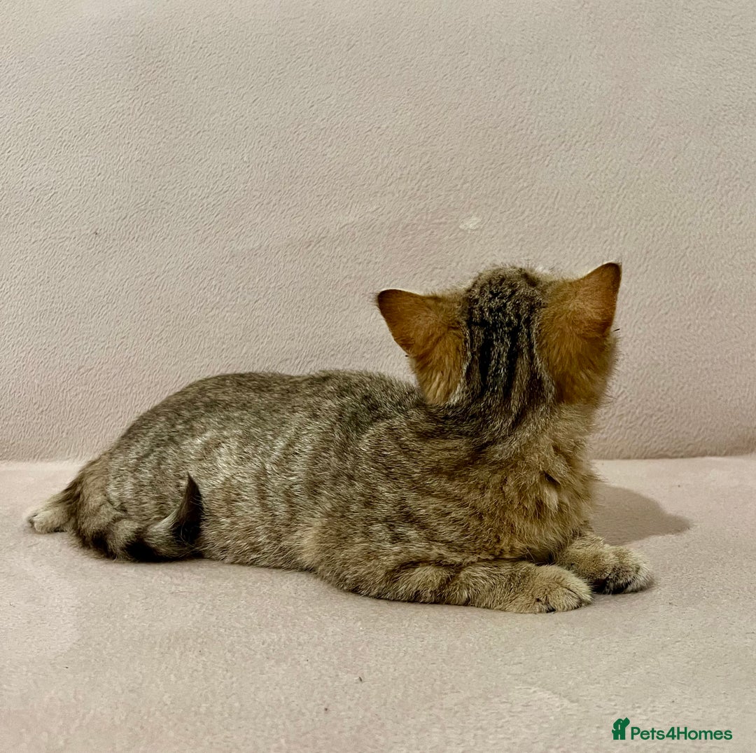 British Shorthair cats for sale: Charming pure BSH kitten - Image 5