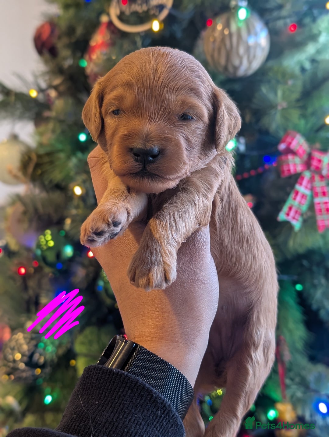 Goldendoodle dogs for sale: Miniature goldendoodle puppies   - Advert 6