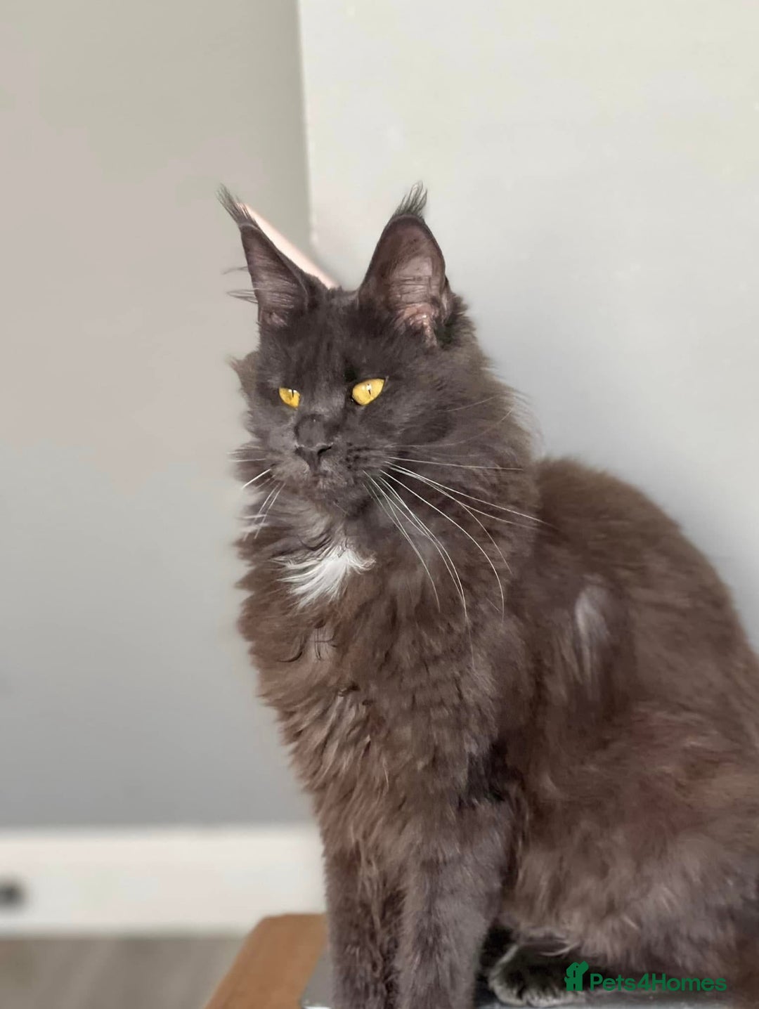 Maine Coon cats for sale: 6 Maine Coon kittens blue colour - Advert 12