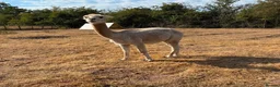 Alpaca livestock for sale: Two boys alpacas  - Advert 2