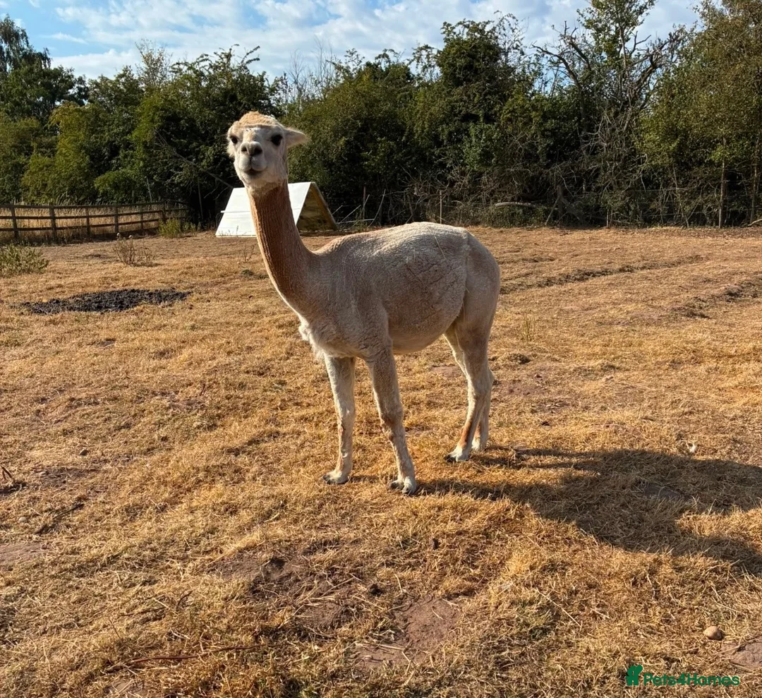 Alpaca livestock for sale: Two boys alpacas  - Advert 2