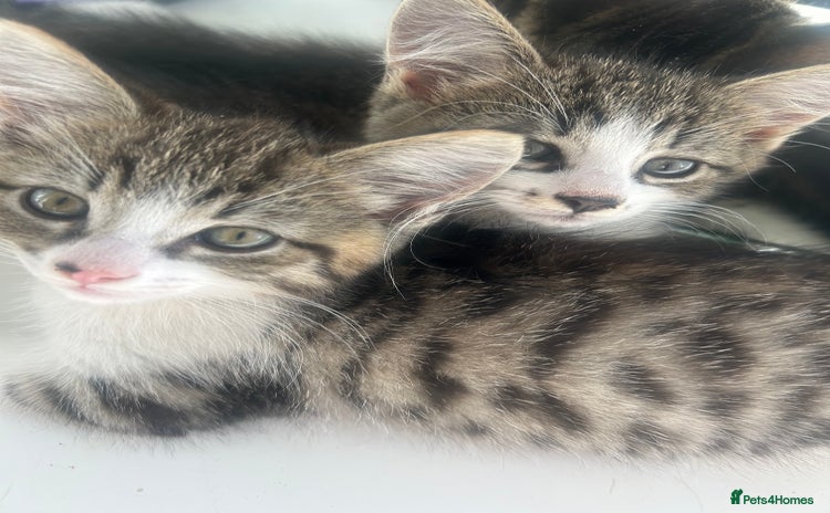 Mixed Breed cats - Advert 7