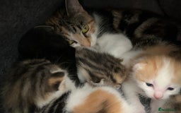 Mixed Breed cats for sale: 3 mixed breed kittens available - Image 19