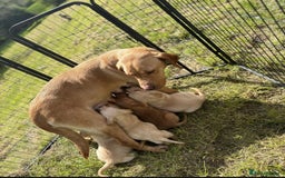 Labrador Retriever dogs for sale: Gorgeous lab pups for new homes💙🩷 - Image 8