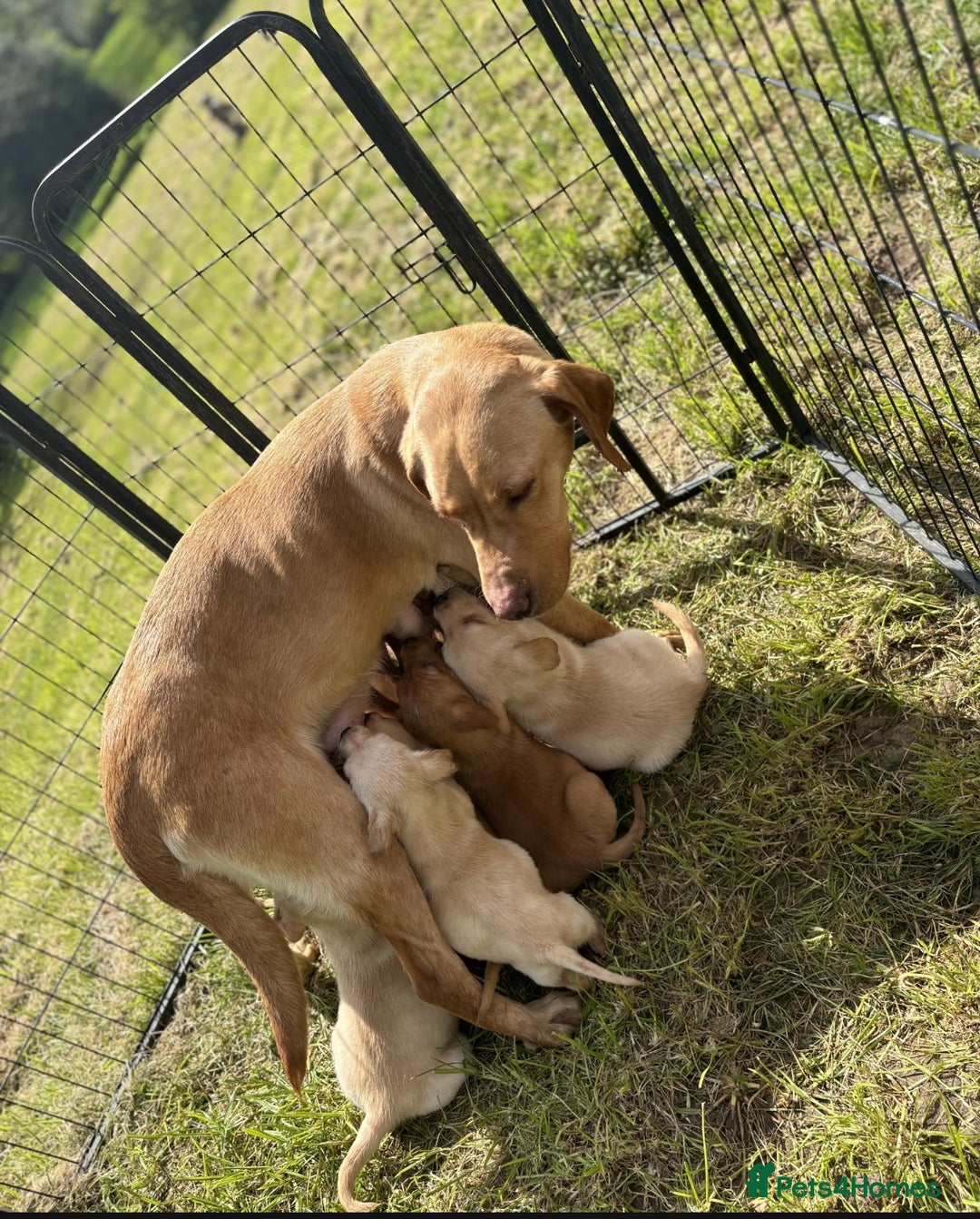 Labrador Retriever dogs for sale: Gorgeous lab pups for new homes💙🩷 - Image 8