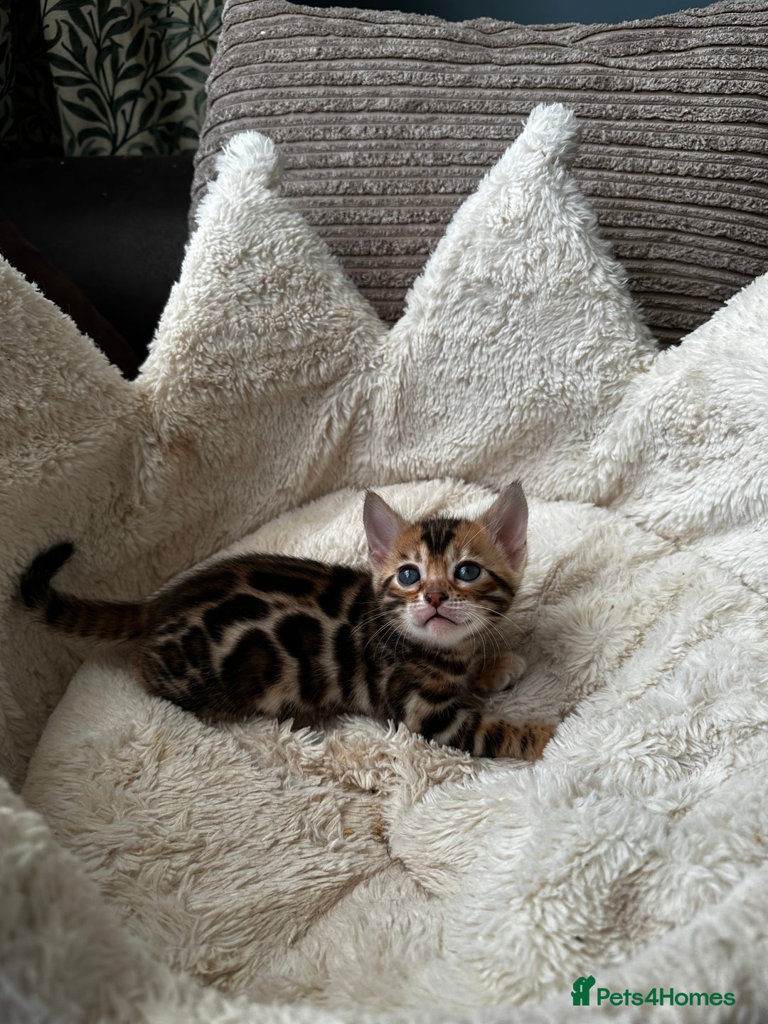 Bengal cats for sale: TICA registered bengal kittens available! - Advert 19