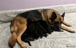 German Shepherd dogs for sale: Stunning Gsd puppies for sale  - Image 7