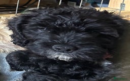 Cockapoo dogs for sale: Cockapoo/Labradoodle pups. One left! Reduced!  - Image 1