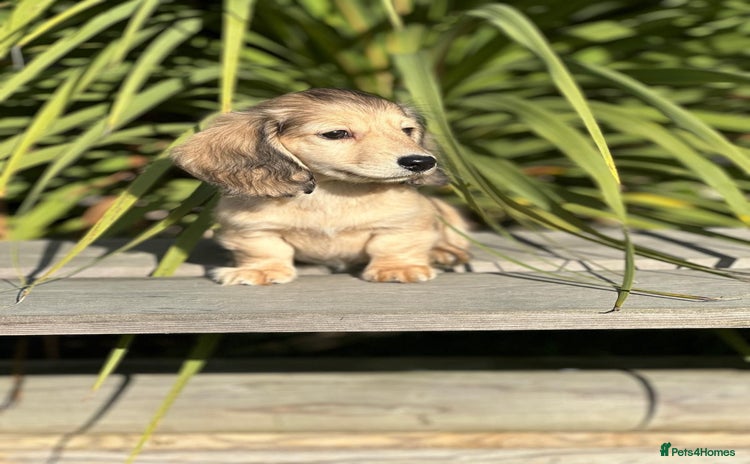 Miniature Dachshund dogs - Advert 3