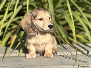 Miniature Dachshund dogs - Advert 2