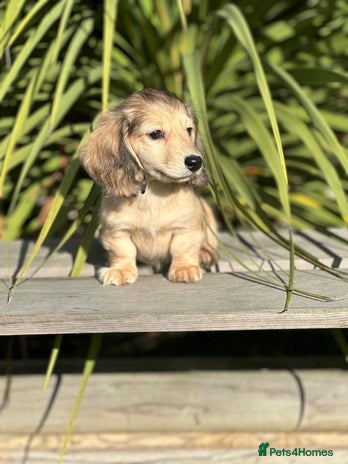 Miniature Dachshund dogs - Advert 3