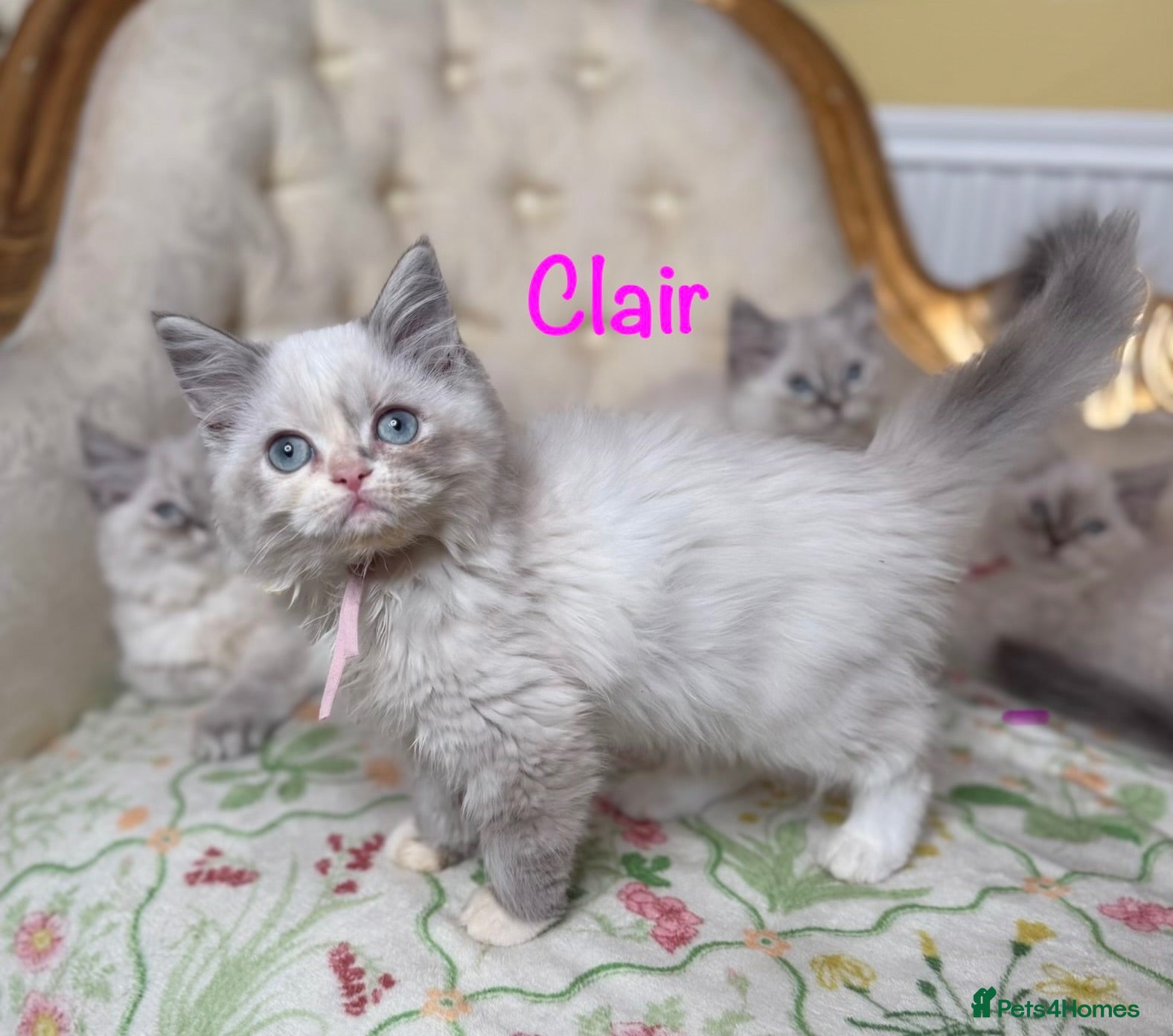 Perdoll cats ⭐️READY Now⭐️ fully vaccinated Perdoll  - Advert 1