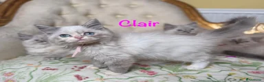 Claire