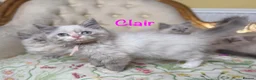 Perdoll cats for sale: ⭐️READY Now⭐️ Perdoll kittens  - Advert 11