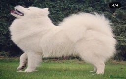 Samoyed dogs for stud: Top Quality KC Proven stud with Champion lineage  - Image 15
