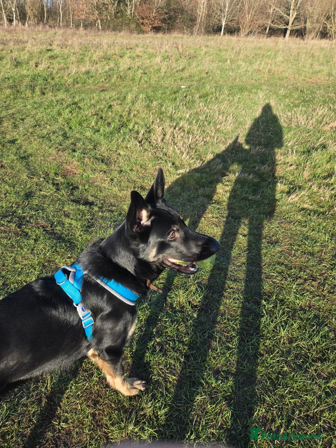 German Shepherd dogs for sale: Male 10 month old German Sheppard  - Advert 10