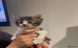 Mixed Breed cats for sale: 4 Tabby kittens looking for their forever home  - Image 3