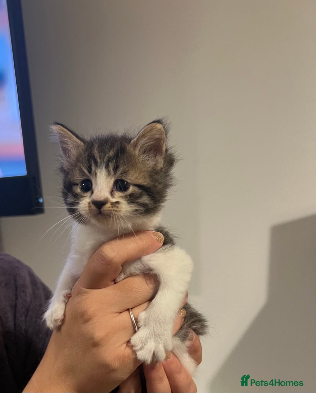 Mixed Breed cats for sale: 4 Tabby kittens looking for their forever home  - Image 3