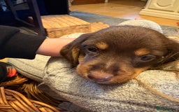 Mixed Breed dogs for sale: Beautiful Dorkie pups - Advert 6