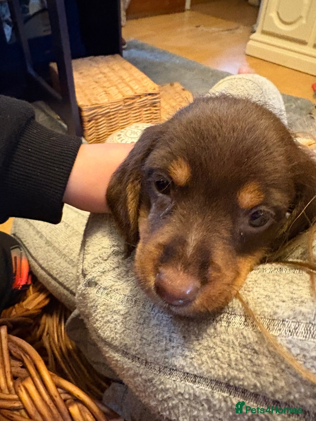 Mixed Breed dogs for sale: Beautiful Dorkie pups - Advert 6