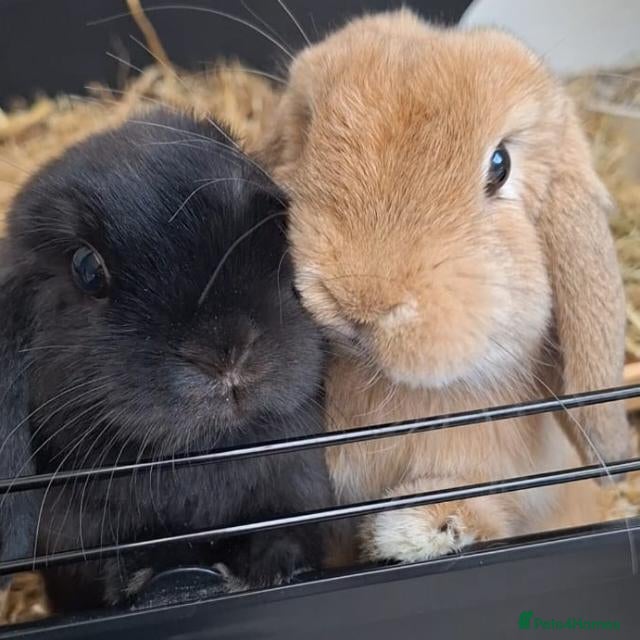 Mini Lop rabbits 2 x gorgeous 1 year old male mini lops  - Advert 1