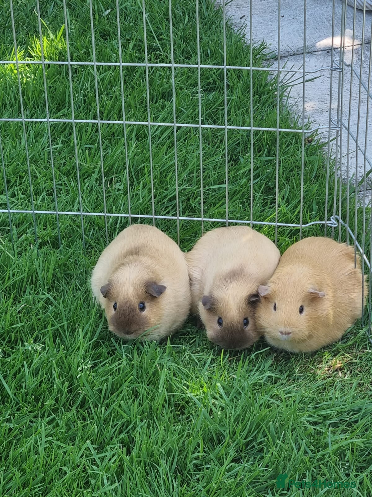 Guinea Pig rodents for sale: Lovely lunkayara and californian sows in Hull - Advert 4