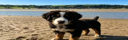 Bernedoodle dogs for sale: Meet Atlas  in Ferryside - Advert 2