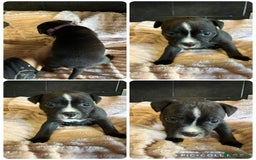 Staffordshire Bull Terrier dogs for sale: Staffordshire bull terrier puppies  - Advert 3