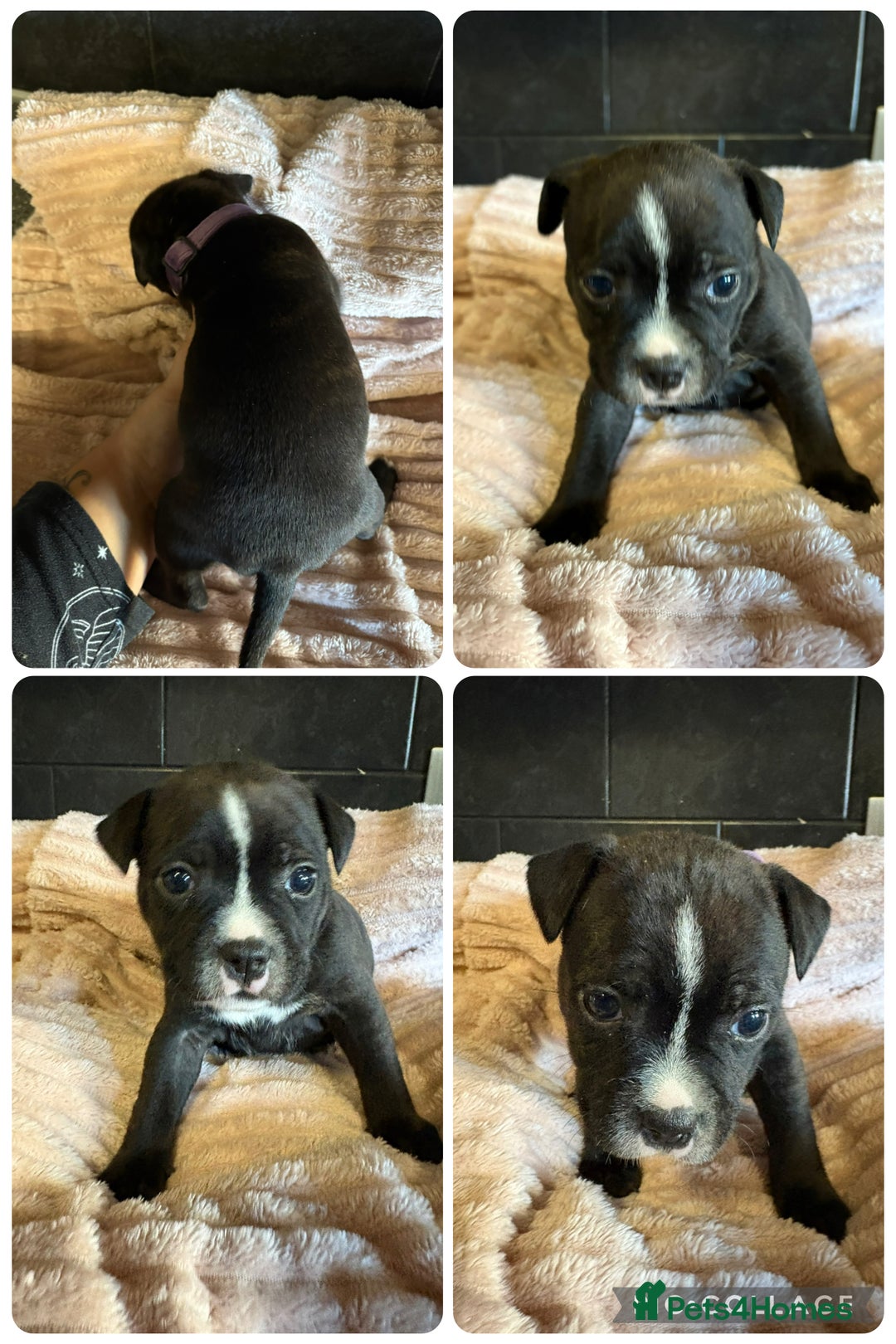 Staffordshire Bull Terrier dogs for sale: Staffordshire bull terrier puppies  - Advert 3