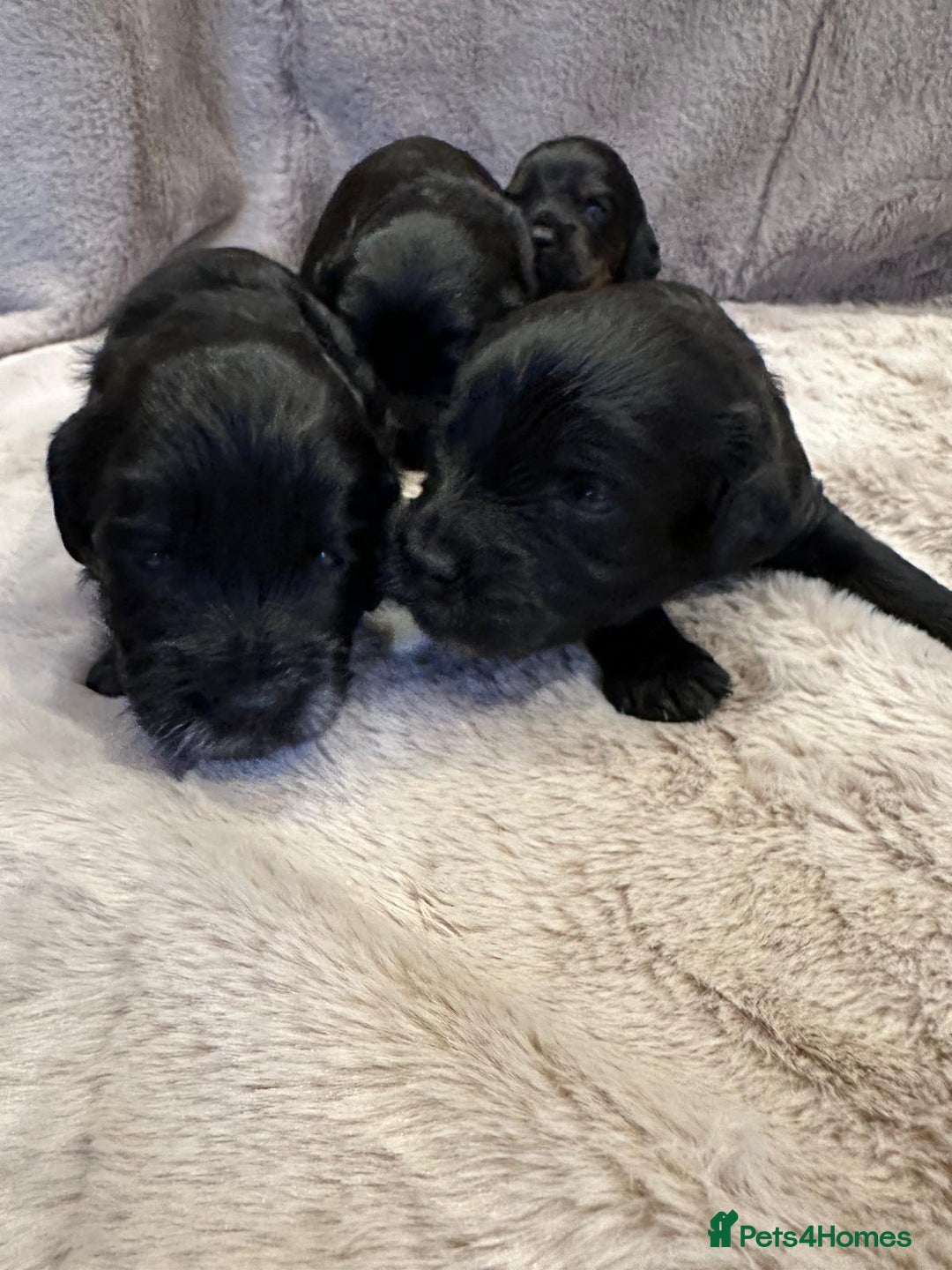 Cockapoo dogs for sale: •F1B Cockapoo Pups - Black & Tan - Ready 19th Dec• - Image 5