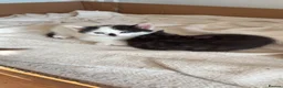 Mixed Breed cats for sale: ✨ 5 BEAUTIFUL KITTENS READY 26th MAY ✨ - Advert 12