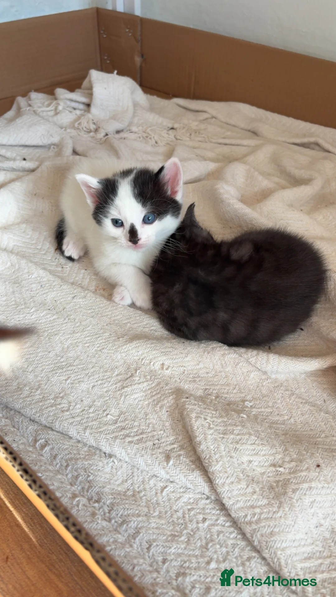 Mixed Breed cats for sale: ✨ 5 BEAUTIFUL KITTENS READY 26th MAY ✨ - Advert 12
